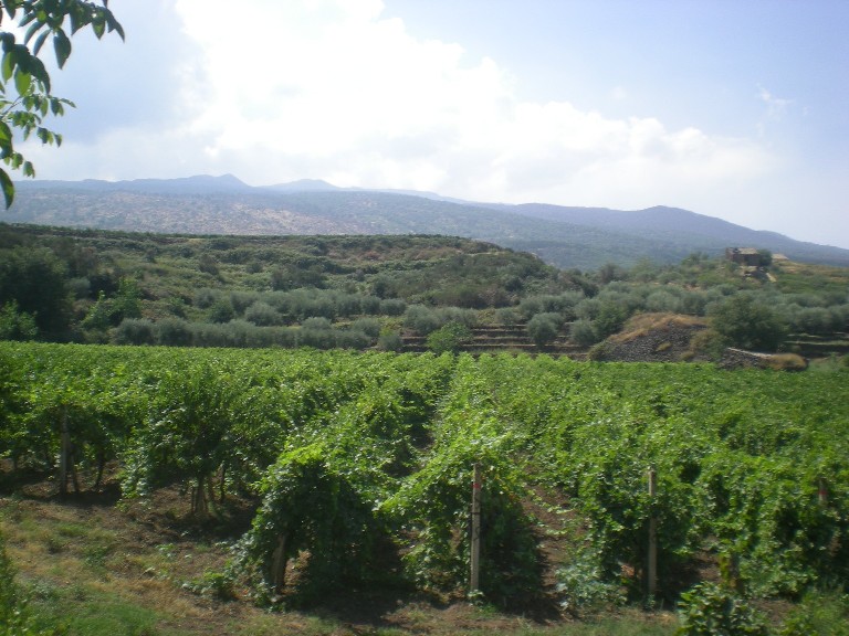 VIGNA