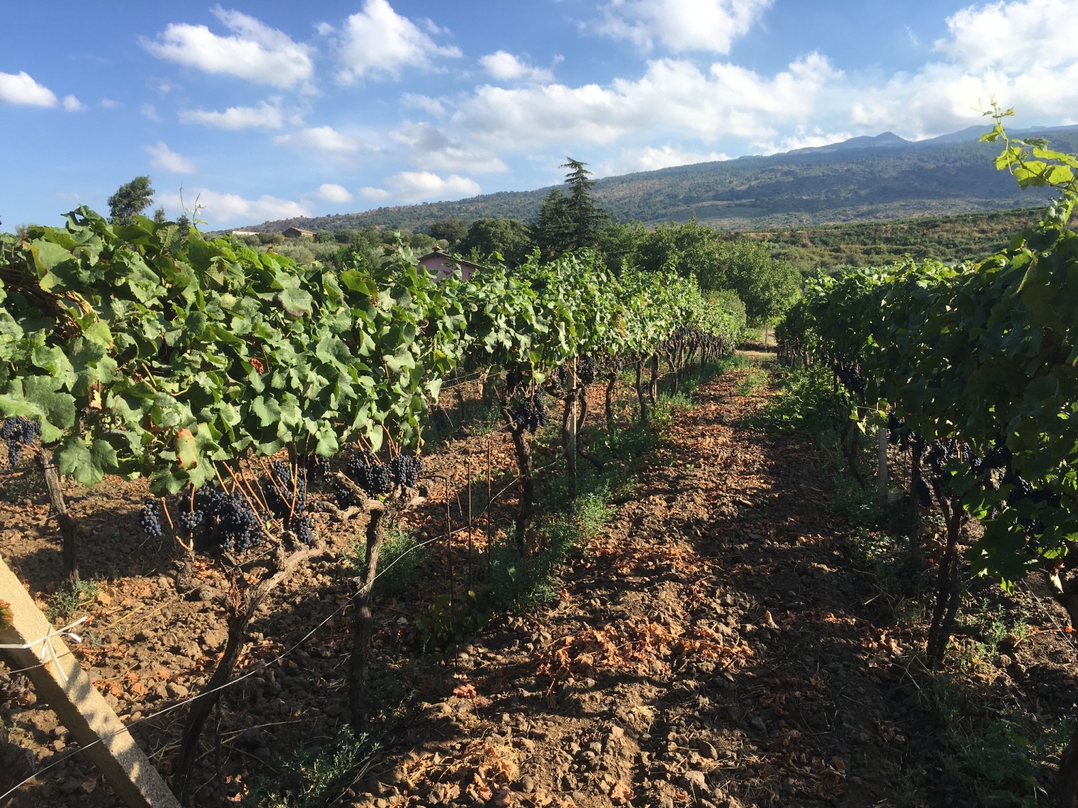 vigna_etna